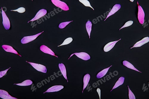Preview: top view of pink color chrysanthemum flower petals isolated on black background