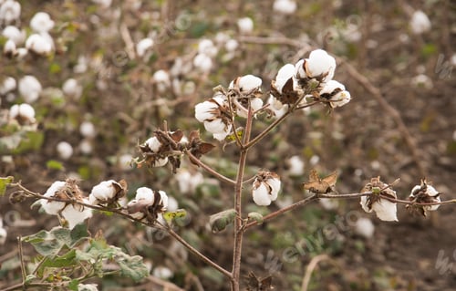 Preview: Cotton field white with ripe cotton ready for harvesting, India