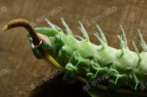 Preview: Large green caterpillar of the Cobra moth (Attacus atlas) with spiny texture