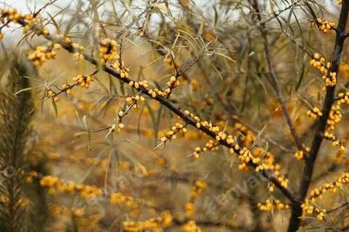 Preview: Beautiful sea buckthorn yellow berries on tree branches in autumn garden. Soft focus. Hippophae tree