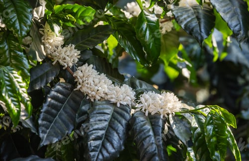 Preview: Arabica Coffee Blossoms Blooming in Golden Morning Light on Plantation