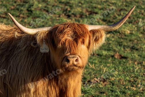 Preview: Scottish Highland Cow