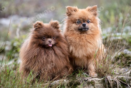 Preview: pomeranians in nature