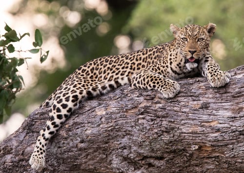 Preview: A Beautiful and Breathtaking Zambia Wildlife pictures