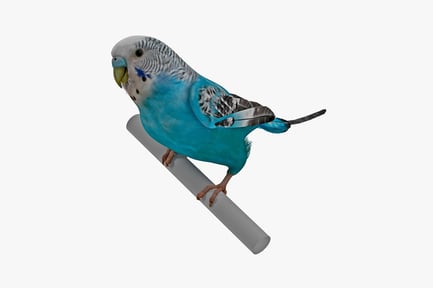 Preview: Parakeet on metal perch