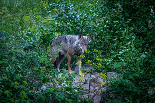 Preview: Canis lupus italicus (subspecies of the gray wolf, Canis lupus).