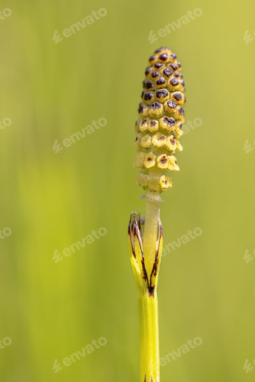 Preview: Flower of Marsh Horsetail
