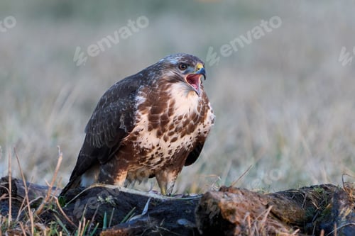 Preview: Common buzzard (Buteo buteo)
