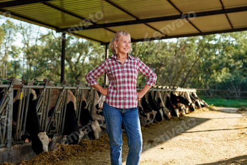 Preview: Farmer Is Working On Farm With Dairy Cows