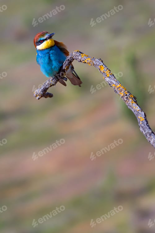 Preview: Bee-eater, Spain