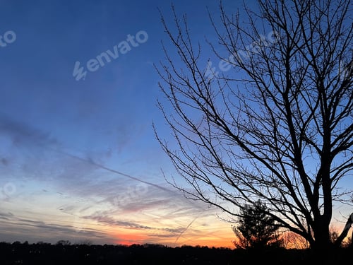 Preview: Silhouette of tree at sunset