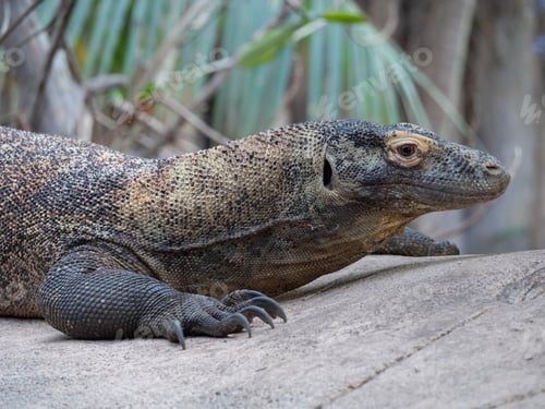 Preview: Komodo dragon at the Beauval Zoo in France