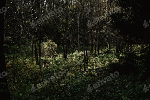 Preview: Beautiful sun light in the forest / green wood / morning light / lights and shadows