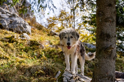 Preview: Energetic canine strolls gracefully through a lush green meadow