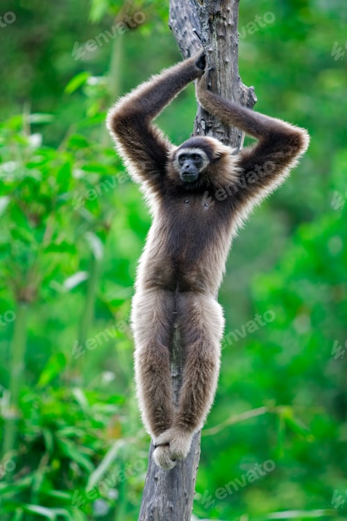 Preview: Gibbon monkey