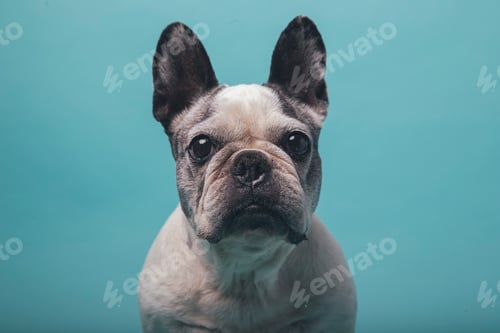 Preview: French bulldog posing on blue background studio photography