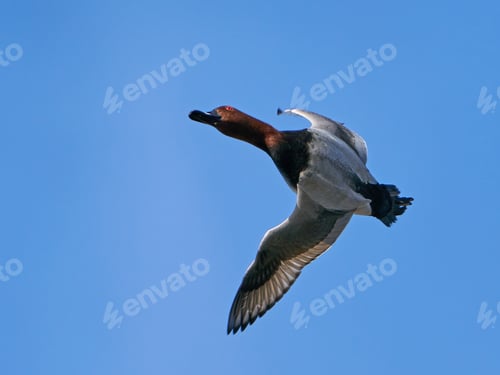 Preview: Common pochard (Aythya ferina)