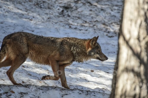 Preview: Closeup shot of a wolf in the snow-covered woods of Lacuniacha wildlife park, Spain
