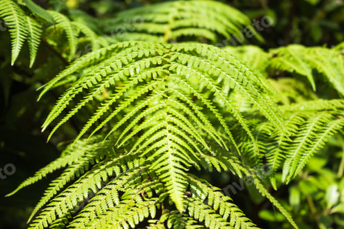 Preview: ornamental fern leaves