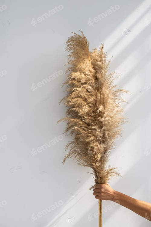 Preview: Pampas grass bouquet in female hand.