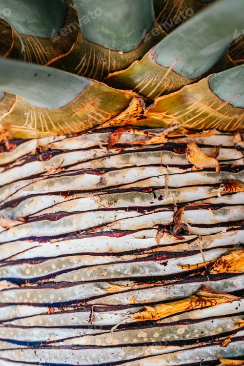 Preview: Sharp leaves of a palm cactus seen from below.
