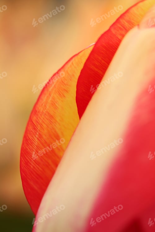 Preview: Tulip