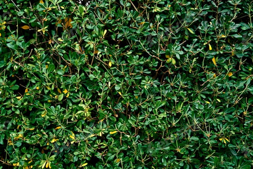 Preview: Green leaves on a magnolia hedge. Close-up