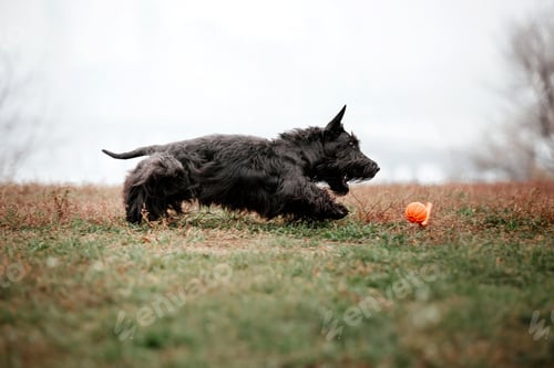 Preview: The Scottish Terrier dog at autumn. Dog running. Fast dog outdoor. Pet in the park. Dog playing