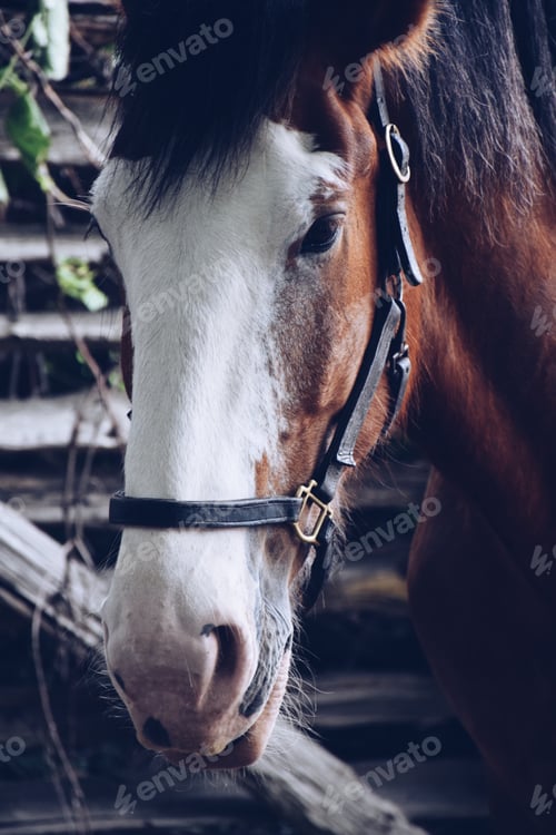Preview: Closeup portrait of a beautiful horse