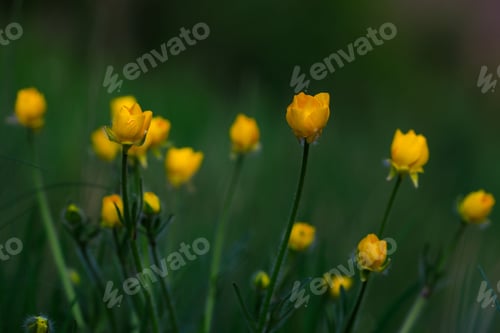 Preview: Closeup of yellow buttercups in the forest on a blurred background