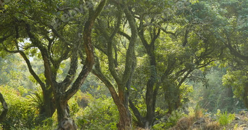 Preview: Green forest and sunlight