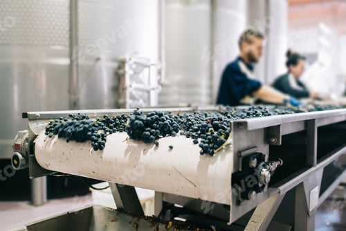 Preview: People working in a winery machine