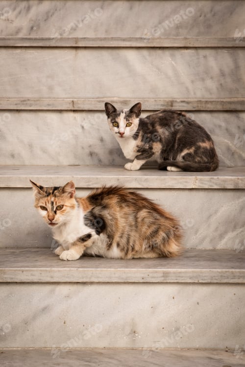 Preview: Two cats
