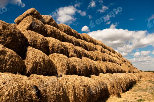 Preview: Stacks of golden hay layered in rows in field on clear summer day