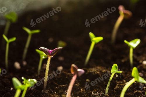 Preview: Young basil seedlings growing in the soil in a pot