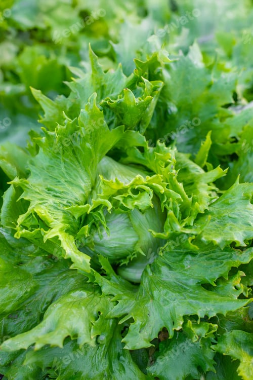 Preview: Iceberg lettuce growing in the garden. Selective focus.