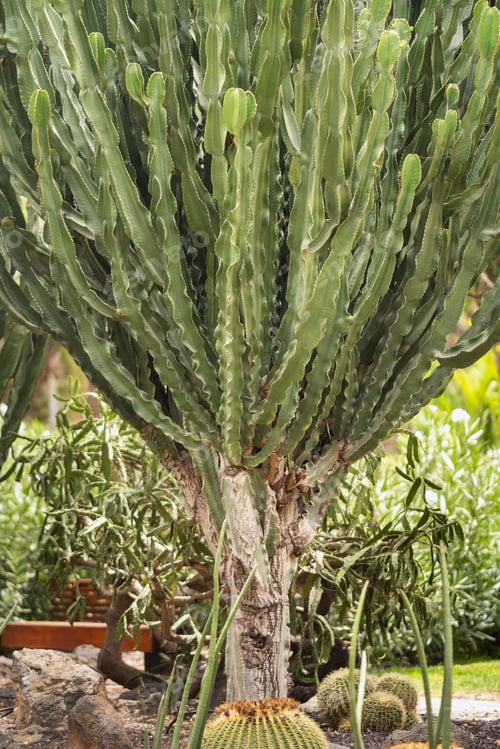 Preview: Large Cacti on the island of Tenerife.Canary Islands, Spain