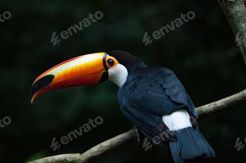 Preview: toucan, bird, colours, tropics