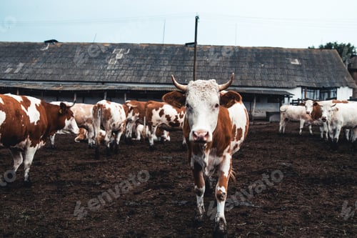 Preview: Cows on the form. Milk, meat production. Household animals.