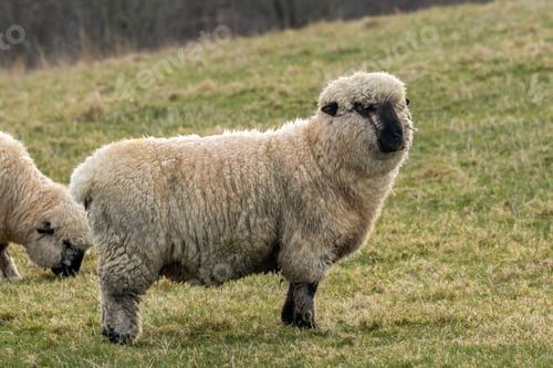 Preview: Two Shropshire sheep in the field