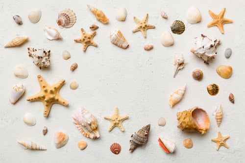Preview: Summer time concept Flat lay composition with beautiful starfish and sea shells