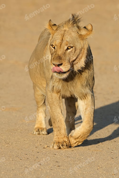 Preview: Walking young male African lion