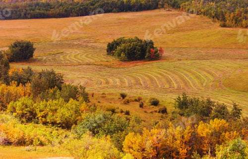 Preview: Autumn field