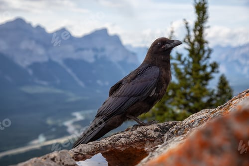 Preview: Big Black Common Raven Bird is sitting on a rock on top of Mt Lady MacDonald
