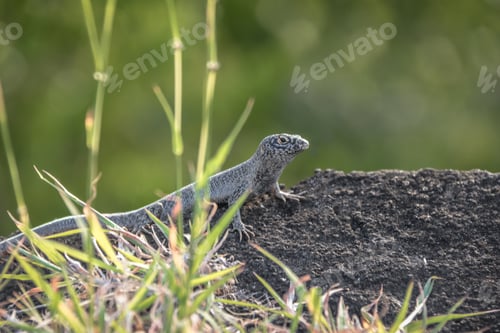 Preview: Mabuia or Noronha skink (Trachylepis atlantica) - Fernando de Noronha, Pernambuco, Brazil