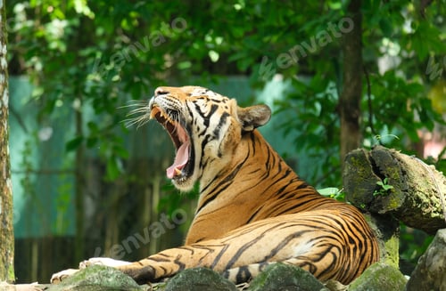 Preview: Yawning Malayan Tiger