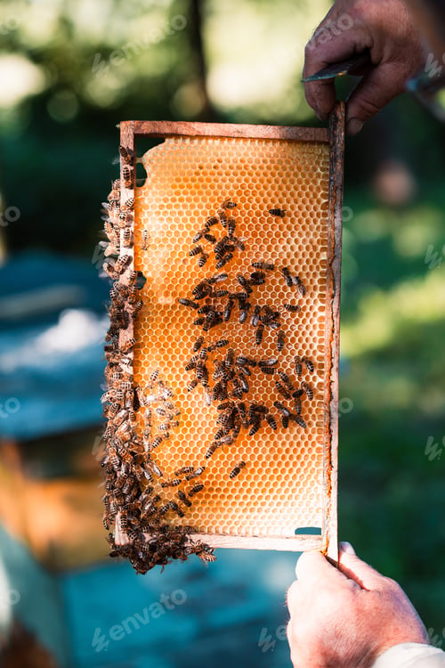 Preview: Beekeeper working in apiary, drawing out the honeycomb with bees and honey on it from a hive
