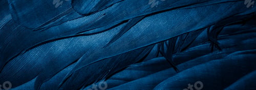 Preview: blue feathers with visible details, background or texture