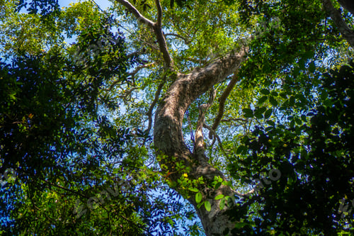 Preview: Big tree in tropical forest, nature scene