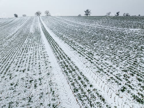 Preview: Wheat field covered with snow in winter.